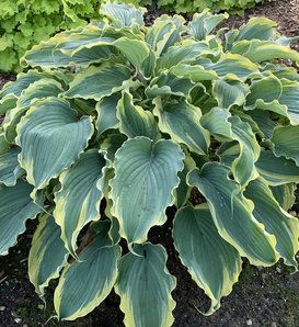 Voices In The Wind, Variegated Hosta, Garden Goddess, Garden Sanctuary, Plant Types, Hosta Gardens, Hosta Plants, Pale Lavender, Garden Life