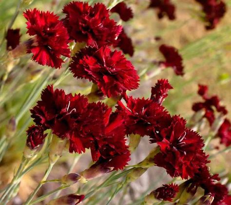 Enriching any garden's color scheme, Dianthus caryophyllus 'King of the Blacks' (Carnation) is an eye-catching, loosely-tufted, herbaceous perennial with a profusion of clove-scented, dark burgundy-red, double flowers, up to 2 in. across (5 cm), atop firm stems. Elegantly rising above a low mound of evergreen, gray-green, linear foliage, the velvety, ruffled blossoms are produced in succession from late spring to mid summer. Adding contrast in the garden, this hardy carnation is perfect for the Mexican Feather Grass, Dianthus Caryophyllus, Biennial Plants, Fragrant Garden, Red Carnation, Alpine Plants, Hummingbird Garden, Carnation Flower, Herbaceous Perennials