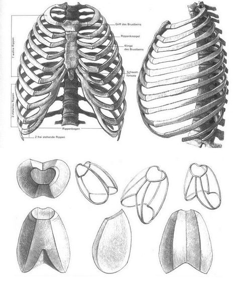 Anatomy Source on Instagram: “Struttura Uomo by Zocchetta, Peretti and Lolli . . . . _______________________ #anatomy #artist #classicalart #artists #painting…” Rip Cage Anatomy, Anatomy Bones, Skeleton Anatomy, Skeleton Drawings, Anatomy Tutorial, Human Bones, Human Anatomy Drawing, Muscle Anatomy, Human Anatomy Art