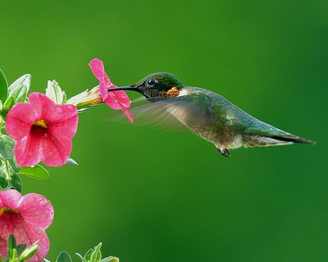 Ruby-throat Hummingbird [Explore] by snooker2009, via Flickr Hummingbird Garden Flowers, Pink Petunias, Lititz Pennsylvania, Ruby Throated Hummingbird, Hummingbird Garden, Chickadees, Tiny Bird, Kinds Of Birds, Life On Earth