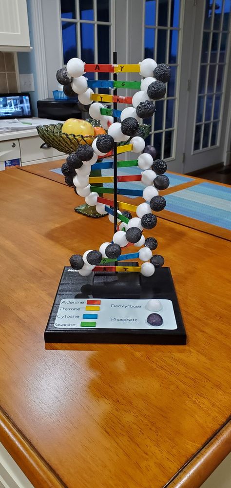 Science Fair Ideas For High School, Science Biology Design Ideas, Science Project For High School, Double Helix Dna Model Diy, Dna Strand Model, Dna Double Helix Model Projects, Biology Model Ideas, Model Of Dna Project, Project For Biology