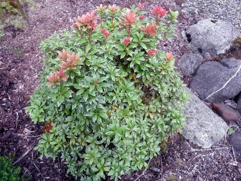 Pieris japonica 'Little Heath'from Plantlust.com Spring White Flowers, Japanese Pieris, Pieris Japonica, Acidic Soil, Low Growing Shrubs, Pocket Garden, Broadleaf Evergreen, Planting Shrubs, Tall Flowers