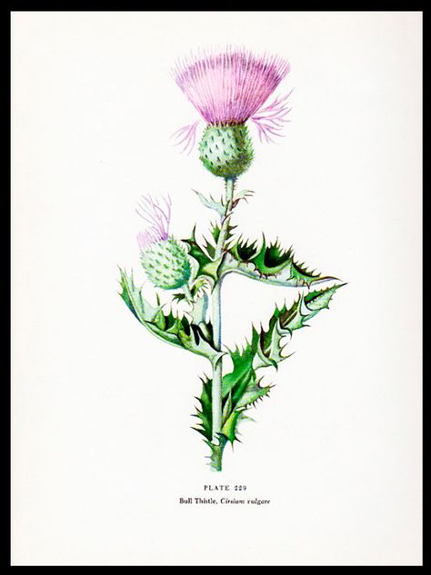 Bull Thistle Botanical Print Wild Flowers Vintage Wall by paperink 1950s Cottage, Bull Thistle, Thistle Art, Anime Sleeve, Garden Wildflowers, Botanical Flowers Print, Flower Sleeve, Thistle Flower, Vintage Botanical Prints