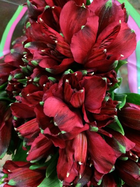 Nadya Alstroemeria Alstroemeria Flower, Marsala Flowers, Flower Dark, Bouquet Roses, Rose Bridal Bouquet, Florist Supplies, Wedding Plan, All Flowers, Burgundy Color