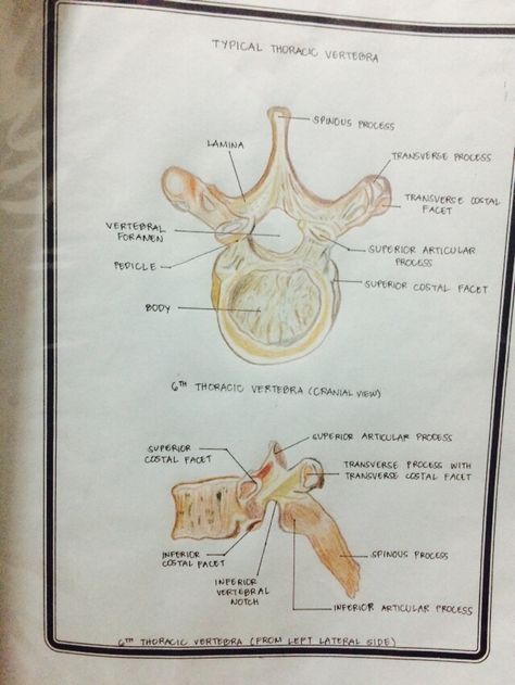 Typical thoracic vertebra Typical Vertebra Anatomy, General Anatomy, Thoracic Vertebrae, Spinal Cord, Anatomy And Physiology, Neuroscience, Chiropractic, Medical School, Study Tips