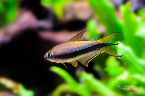 Emperor Tetra Emperor Tetra, Coldwater Fish, Beautiful Tropical Fish, Tetra Fish, Ikan Air Tawar, Tropical Freshwater Fish, Shrimp Tank, Aquatic Ecosystem, Tropical Aquarium