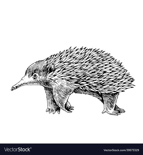 Echidna Tattoo, Echidna Drawing, Free Hand Drawing, Australian Animals, Hand Drawn Vector, Diy Prints, Animal Illustration, 1 Million, Vector Art