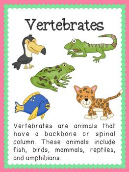 Teachers Pay Teachers - The open marketplace for educators Classifying Animals, Vertebrates And Invertebrates, Animal Life Cycles, Science Anchor Charts, Animal Classification, Have Fun Teaching, Young Animal, Animal Groups, Animal Habitats