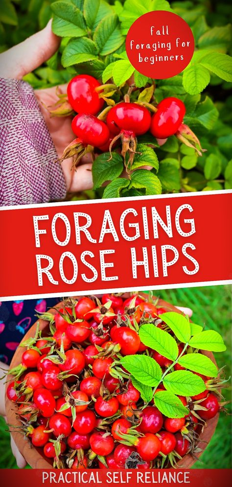 Embrace the autumn season by foraging rose hips. Our guide on Fall Foraging for Beginners provides insights on identifying rose hips and their myriad of uses - from rose hip oil to rose petal jelly. Discover the health benefits of rosehips and relish in delightful rose hip recipes this fall. Rose Hip Recipes, Rose Hips Benefits, Herbalist Recipes, Winter Foraging, Rosehip Recipes, Fall Foraging, Foraging For Beginners, Herbalism For Beginners, Rosehip Tea