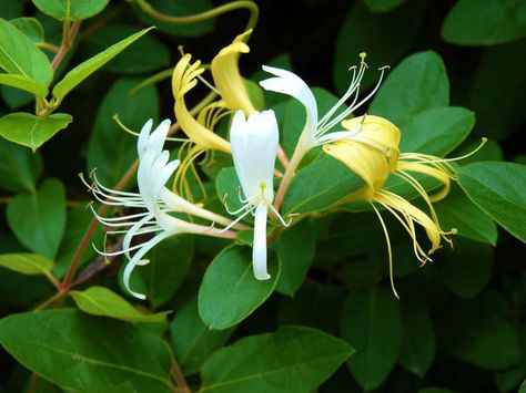 Lonicera japonica (Japanese Honeysuckle) is a twining vine able to climb up to 33 feet (10 m) high or more in trees, with opposite, simple... Lonicera Periclymenum, Caribbean Garden, Honeysuckle Flowers, Japanese Honeysuckle, Wild Honeysuckle, Trachelospermum Jasminoides, Honeysuckle Vine, Gardening Inspiration, Honeysuckle Flower