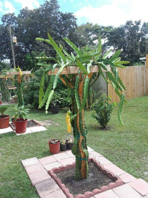 Dragon Fruit Garden, Outdoor Trellis Ideas, Hylocereus Undatus, How To Grow Dragon Fruit, Como Plantar Pitaya, Dragon Fruit Tree, Passion Fruit Plant, Dragon Fruit Cactus, Dragon Fruit Plant