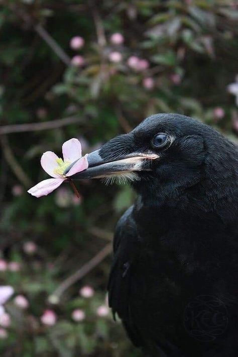 This lovely flower bearing crow brought to us all by Trish Boyce! Voice Of Nature, Quoth The Raven, Jackdaw, Crows Ravens, The Raven, My Partner, Kraken, Magpie, Black Bird