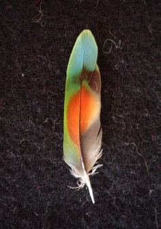 Fly Tying Feathers on Pinterest | Fly Tying, Feathers and Fly Fishing Art Feathers, Feather Touch, Feather Photography, Indian Feathers, Hope Is The Thing With Feathers, Sewing Crochet, Green Feather, Bird Wings, Crochet And Knitting