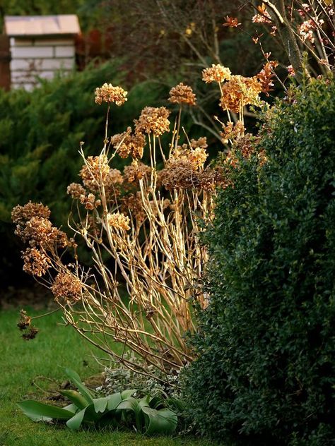 How To Transplant Hydrangea Bushes, Moving Hydrangea Bush, How To Transplant Hydrangeas, When To Transplant Hydrangeas, Transplant Hydrangea, Transplanting Hydrangeas, Barberry Bush, Snowball Hydrangea, Annabelle Hydrangea