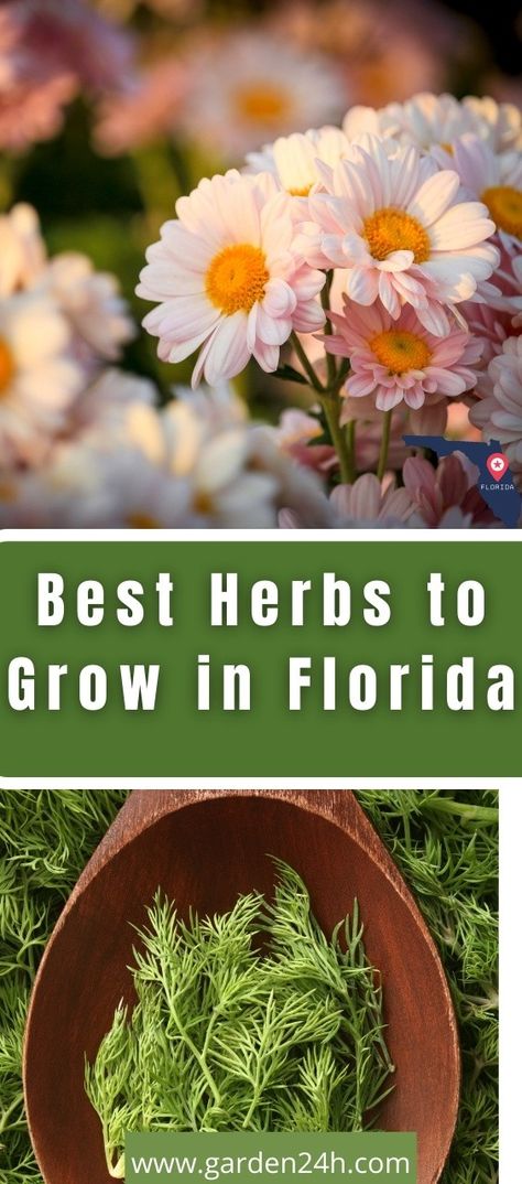 Florida Edible Landscaping, Planting In Florida, Spanish Vegetable Garden, Herbs To Grow In Florida, Florida Vegetable Garden, Gardening In Florida For Beginners, Florida Herb Garden, Flowers To Grow In Florida, Florida Native Plants Landscapes