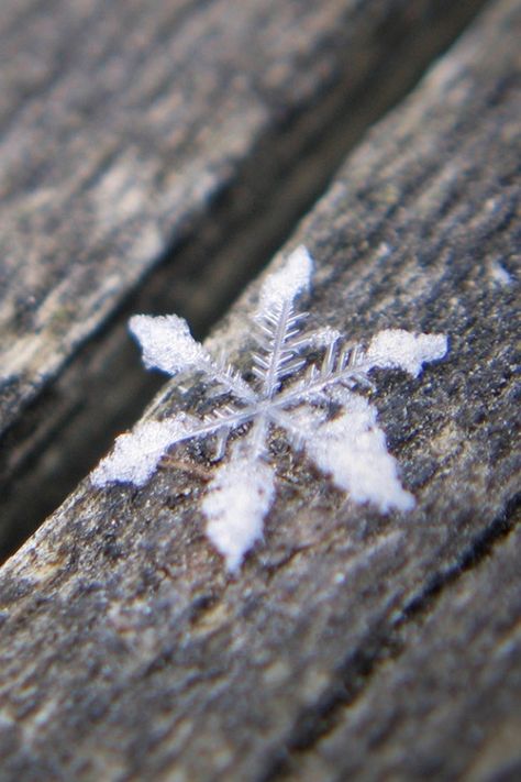 Snowflake outdoors winter snow cold frozen ice White Snowflake Aesthetic, I Love Snow, Hello December, Winter's Tale, Winter Woodland, Winter Love, Foto Tips, Winter Magic, Winter Scenery