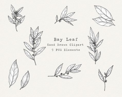 Rosemary Tattoo, Laurel Tattoo, Bay Laurel Tree, Leaves Drawing, Herbal Garden, Leaf Png, Garden Clipart, Clipart Vintage, Leaf Illustration