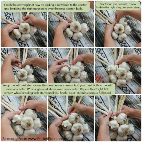 Braid Garlic, Braiding Garlic, Hanging Garlic, Garlic Braid, Purple Beans, Hardneck Garlic, Harvesting Garlic, Victorian Greenhouses, How To Braid