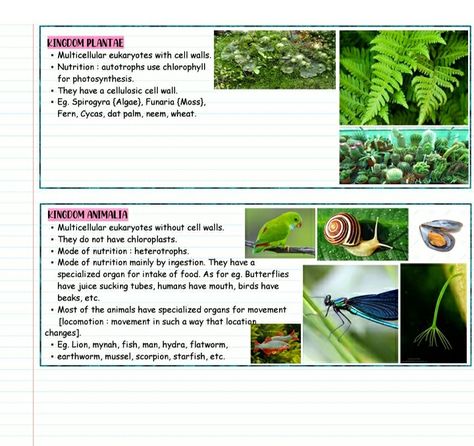 Plant Kingdom Notes Class 11 Neet, Plant Kingdom Notes Class 11, Plant Kingdom Notes, Biological Classification, Mole Concept, Bio Notes, Neet Notes, Learn Biology, Medical Study