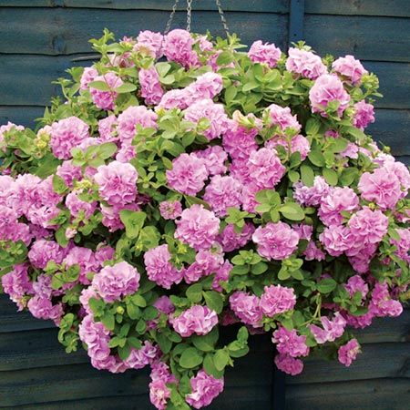 Unbranded Petunia Surfinia Double Flowered Plant Petunia Plant, Pink Live, Balcony Plants, Bonsai Garden, Bonsai Pots, Diy Planters, Flowers Perennials, Flower Beauty, Petunias