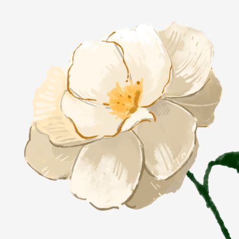 flowers,white,elegant,realistic,hand painted,white camellia Camellia Drawing, Camelia Flower, White Flower Icon, Camelia Illustration, Camellia Flower Painting, White Camellia Aesthetic, Camelia Pham Illustration, Japanese Camellia Flower Drawing, White Camellia Flower