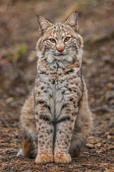 Bobcat Pictures, Small Wild Cats, Wild Animals Pictures, Exotic Cats, Pretty Animals, Majestic Animals, Cute Wild Animals, Racoon, Cat Aesthetic