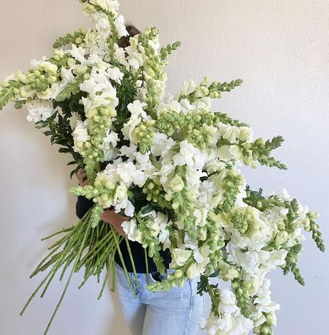 White Snapdragon Flowers, White Snapdragon Bouquet, Snapdragon Wedding Bouquet, Snapdragon Wedding, White Snapdragon Centerpiece, Snap Dragon, Long Stem Flowers, February 10, Orlando Wedding