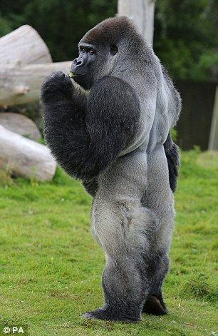 Upright silver back gorilla Silverback Gorilla, Great Ape, Rare Animals, 웃긴 사진, Lavender Fields, Primates, Gorillaz, Animal Planet, Exotic Pets