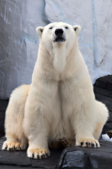 Bear Biscuits, Polar Bear Fur, Polar Bear Images, Conservation Biologist, Conservation Biology, Albino Animals, Winter Animals, Arctic Animals, White Bear