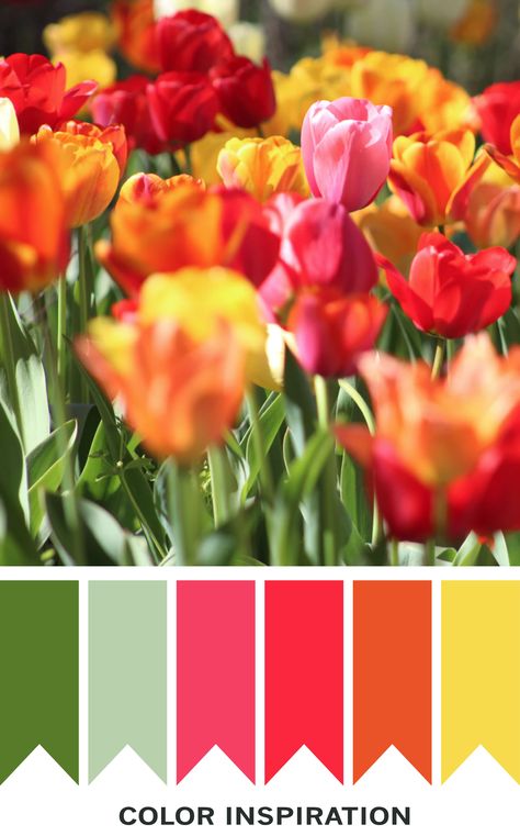 Bright tulips - color scheme Bright Floral Color Palette, Tulip Color Palette, Tulip Colors Palette, Sweet Convo, Daffodil Color Palette, Tulips Color, Coloring Palette, Multi Colored Tulips, Tulip Cards