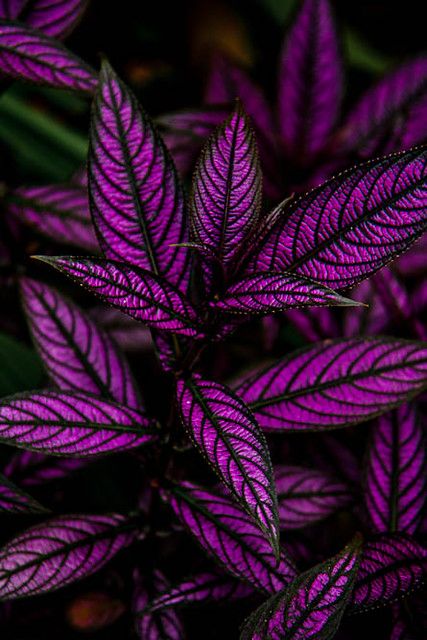 Persian Shield Plant, Full Sun Container Plants, Flower Garden Pictures, Persian Shield, Taman Air, Goth Garden, Tanaman Pot, Tanaman Indoor, Plant Breeding