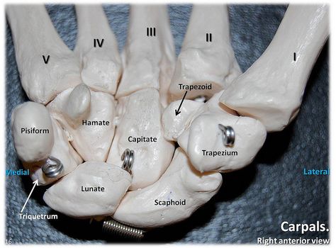 hand bones images lables | Recent Photos The Commons Getty Collection Galleries World Map App .. Appendicular Skeleton, Skeletal System Anatomy, Human Skeleton Anatomy, Radiology Student, Anatomy Bones, Medical Student Study, Human Body Anatomy, Medical School Studying, Nursing School Notes