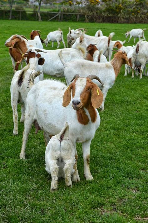 Choosing the right Goats for your Homestead • Lovely Greens Goat Keeping, Meat Goats, Farm With Animals, Goat Breeds, Goat Picture, Keeping Goats, Lovely Greens, Abandoned Farmhouse, Goat Barn