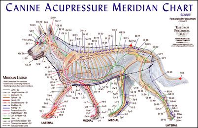 Acupressure Chart, Animal Reiki, Dog Anatomy, Hip Dysplasia, Acupressure Points, Acupressure, Dog Health, Acupuncture, Pet Health