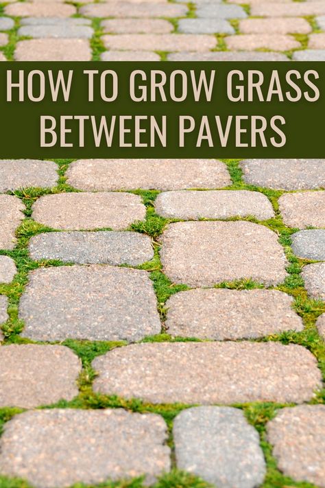 Grass Between Pavers, Grass Pavers Driveway, How To Grow Grass, Grass Pavers, Backyard Escape, Landscape Pavers, Pavers Backyard, Growing Grass, Cozy Backyard