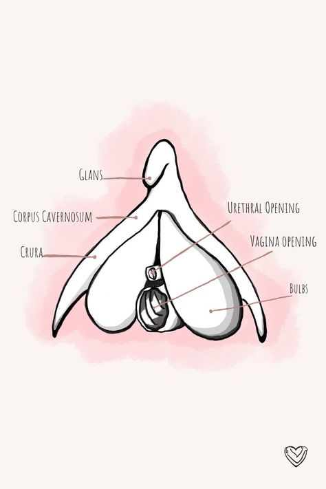 How To Draw Organs, Genital Anatomy Drawing, Drawing Organs, Stomach Drawing, Anatomy Woman, Medicine Images, German Breakfast, Type Of Girlfriend, Flex Banner Design