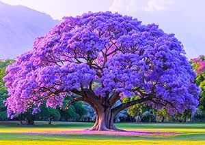 Combo 2 Jacaranda Mimosifolia Trees Live Plants in 4 Inches Pot, 8-10 Inches Height, Blue Purple Jacaranda Trees Blue Jacaranda, Jacaranda Mimosifolia, Tree With Flowers, Jacaranda Trees, Purple Wisteria, Jacaranda Tree, Lilac Tree, Flowering Tree, Pretty Trees