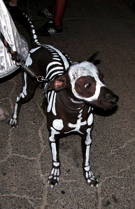 20 Tiernos perritos que lucen increíblemente bien con DISFRAZ Dog Skeleton Costume, Best Dog Costumes, Dog Skull, Dog Skeleton, Diy Kostüm, Skeleton Costume, Cat Halloween Costume, Pet Halloween Costumes, Dog Halloween Costumes