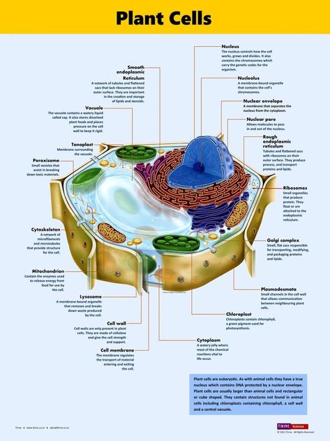 A printable, educational science poster. Cell Poster, Biology Poster, Plant Cells, Biology Classroom, Biology Facts, Animal Cell, Biology Notes, Cell Biology, Plant Cell