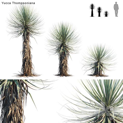 3d models: Outdoor - Yucca Thompsoniana | Beaked yucca Beaked Yucca, In 3d, Cactus Plants, Cactus, Nursery, Exterior, Models, Lighting, Plants