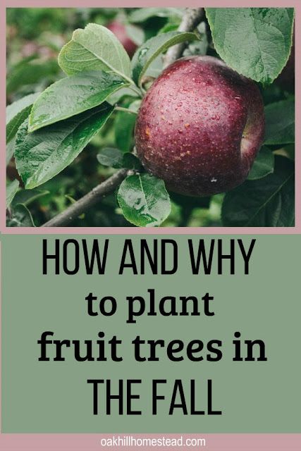 Plant Fruit Trees, Planting Fruit, Fruit Tree Garden, Nut Trees, Growing Fruit Trees, Fall Garden Vegetables, Food Forest, Home Vegetable Garden, Growing Fruit