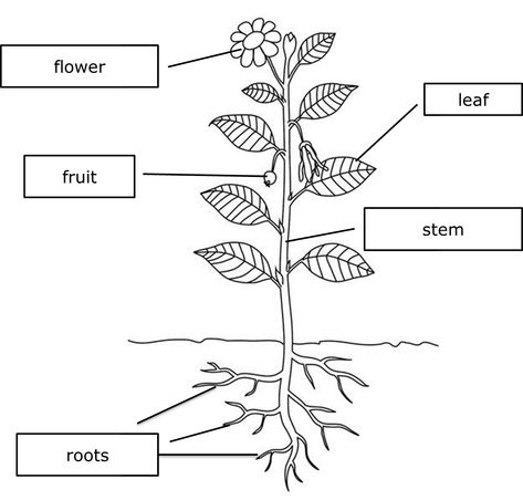 Coloring Page Parts Of Plant Morphology Of Pepper Plant With Leaves D7E Roots Drawing, Pinterest Plant, Plant Classification, Plants Worksheets, Plant Bud, Anatomy Images, Plant Tissue, Vascular Plant, Plant Journal