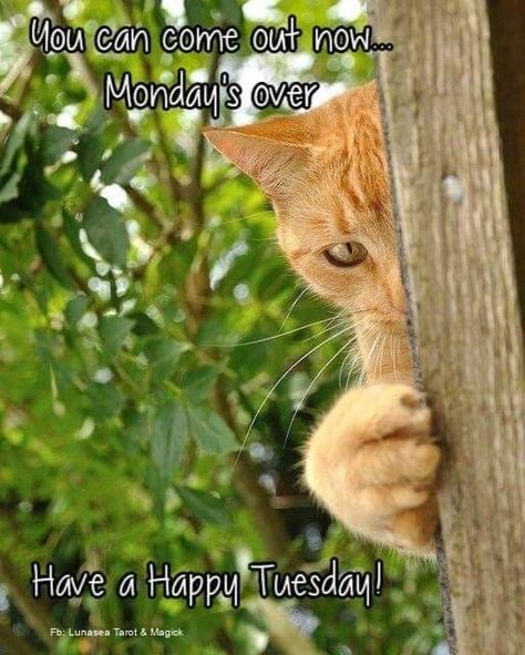 Happy Tuesday Humor, Happy Tuesday Quotes Funny, Tuesday Quotes Funny, Good Morning Picture Messages, Tuesday Meme, Happy Tuesday Morning, Tuesday Quotes Good Morning, Tuesday Greetings, Good Morning Animals