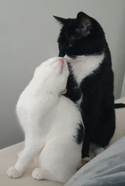 Cat Couples, Pretty Girlfriend, Silly Cars, Black And White Cats, Kitty Kisses, Black Cat Aesthetic, White And Black Cat, Cat Things, Cat Couple