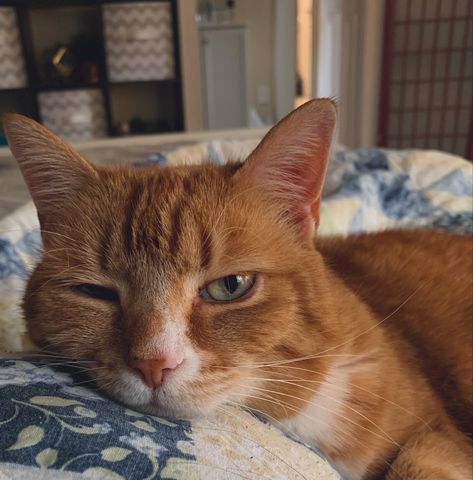 Picture of a orange cat with green eyes laying on a blanket with a warm filter Orange Cat With Green Eyes, Irl References, Cats Adorable, Cat Tattoo Design, Cats Tattoo, Orange And White Cat, Cat Orange, Funny Cat Faces, Cat Profile