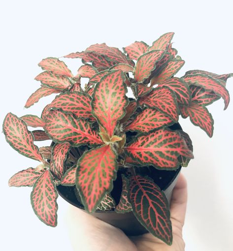 Fittonia argyroneura  #exoticangelplant #rubyred Fittonia Argyroneura, Angel Plant, House Plant, All About Plants, Ruby Red, House Plants, Ruby, Angel, Plants