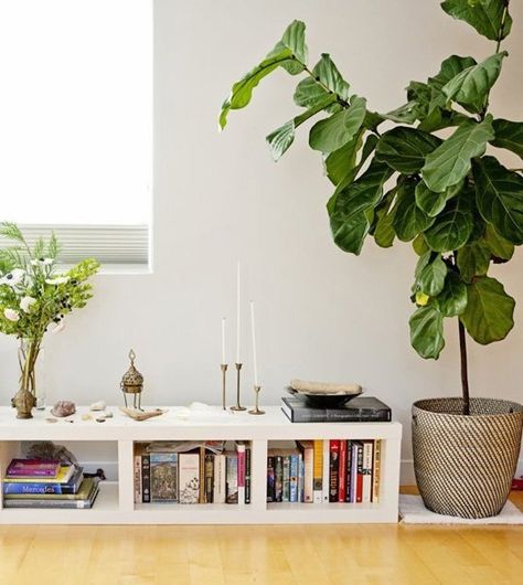 for plants in bedroom? Sala Zen, Yoga Room Design, Home Yoga Room, Yoga Meditation Room, Yoga Studio Design, Zen Room, Farmhouse Side Table, Zen Space, Ficus Lyrata