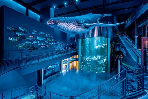 Interactive Kiosks, Public Aquarium, Tracker Boats, Clinic Interior, Public Space Design, Shark Diving, Springfield Missouri, Shark Swimming, Open Ocean