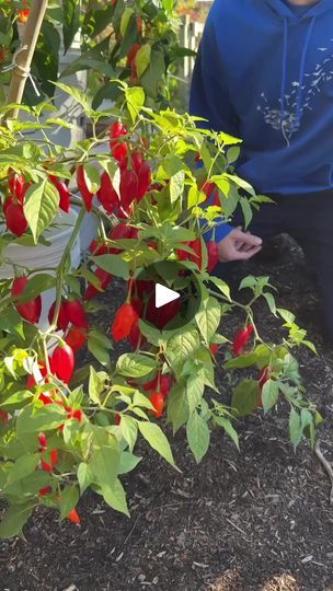 James Prigioni, Pepper Harvest, Homemade Greenhouse, Garden 2023, Garden Tool Organization, Garden Hacks, Garden Tips, Simple Tricks, Vegetable Garden