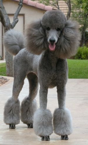 Standard Poodle Haircuts, Anjing Poodle, Poodle Haircut, Poodle Cuts, Poodle Grooming, Dog Haircuts, Psy I Szczenięta, Dog Cuts, 강아지 그림